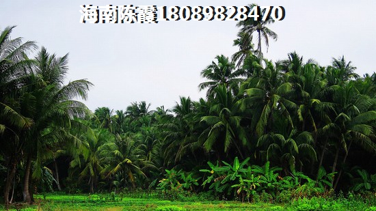 藏歌为什么那么火呢怎么回事
